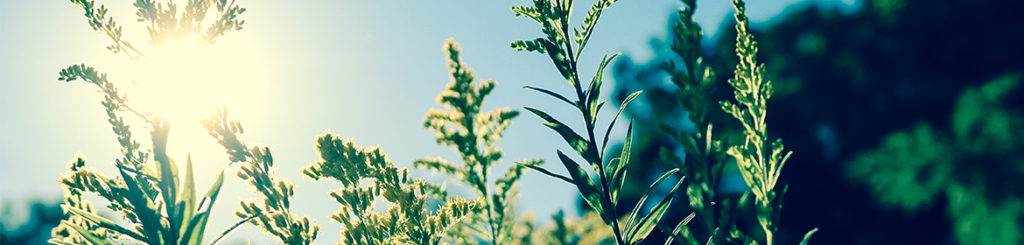 Exemple de sources de pollen pour aborder le sujet des allergies et leurs effets sur les yeux.